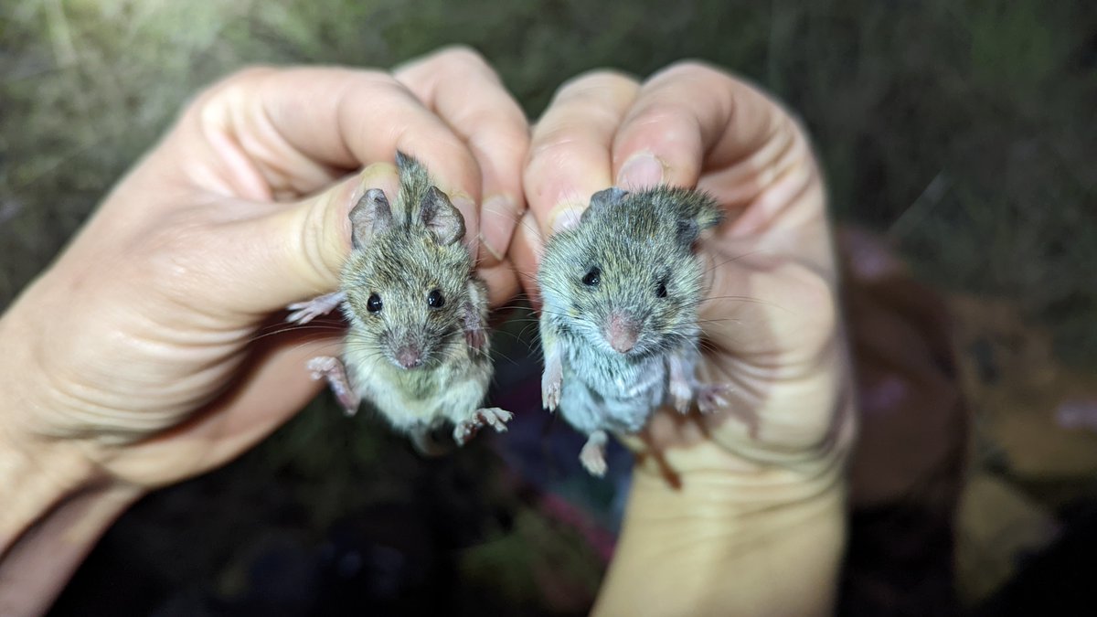 Australian Wildlife Conservancy tweet media