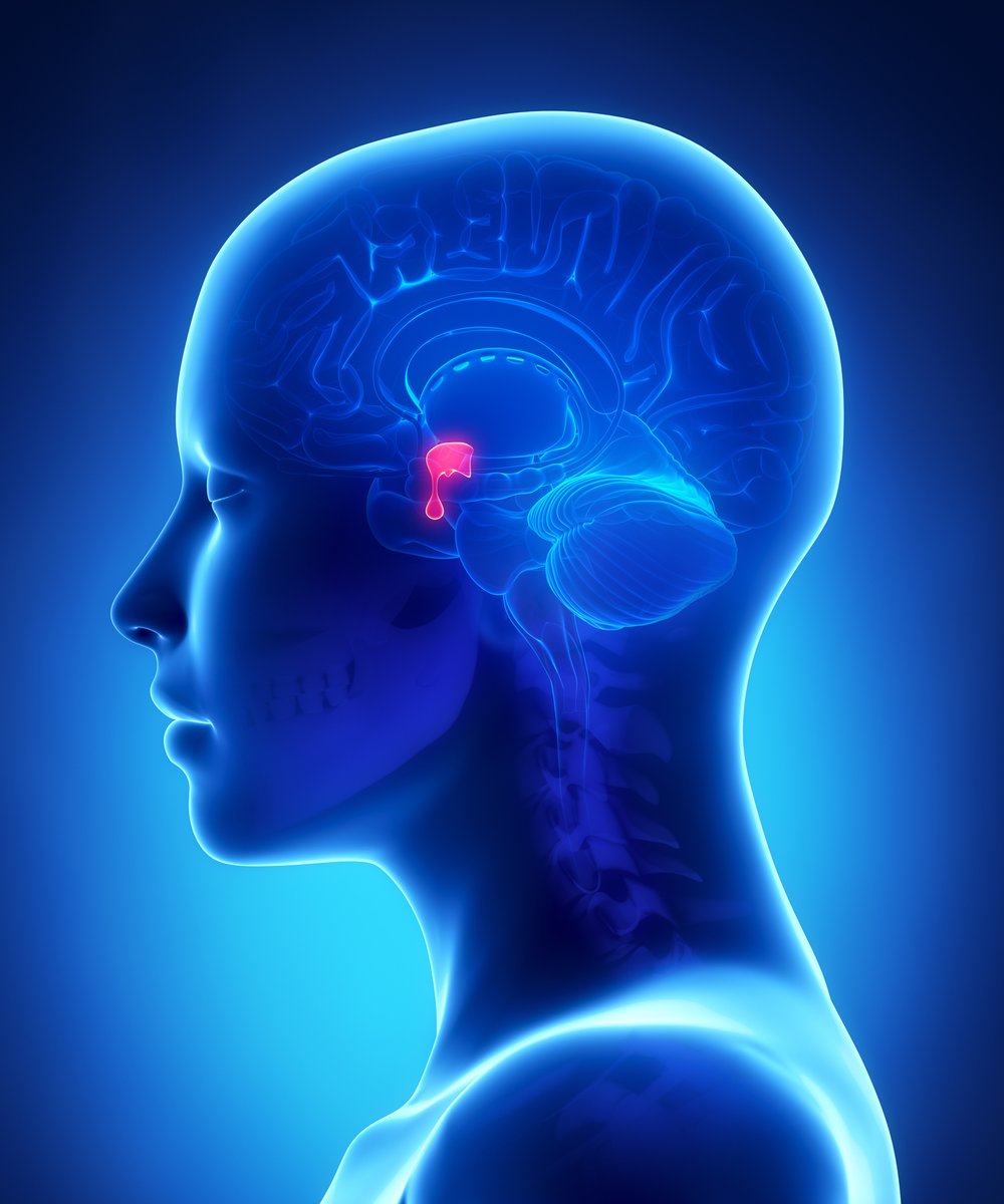 Your #pituitarygland is a 'master gland' that supplies hormones that control your body. Here we answer key questions about this gland.

medicine.com/health/pituita…