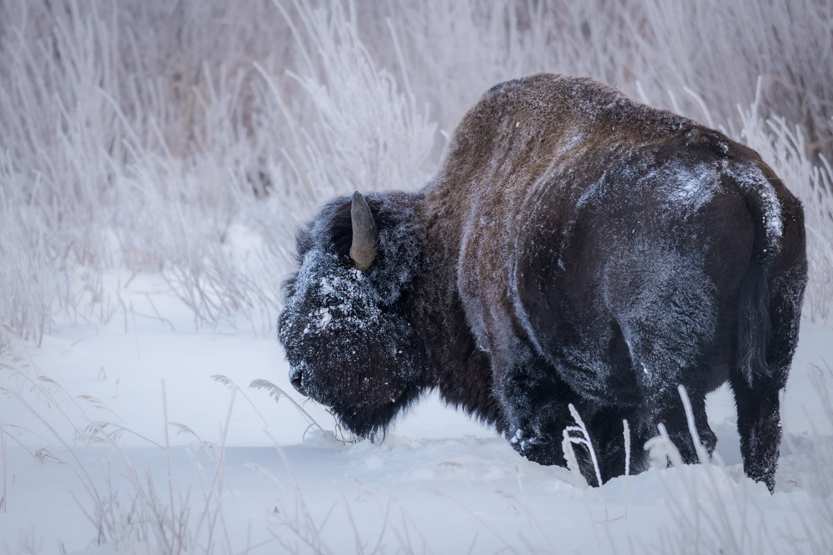 AelaWild's tweet photo. #Yellowstone is facing massive flooding &amp;rock/mudslides. I know of wildlife affected and lost already, I hope the rest are safe on high &amp; stable ground. To those affected, you are, like the bison, strong, steadfast, and will endure no matter the conditions. #bison #naturefirst https://t.co/TDZn2xUegL