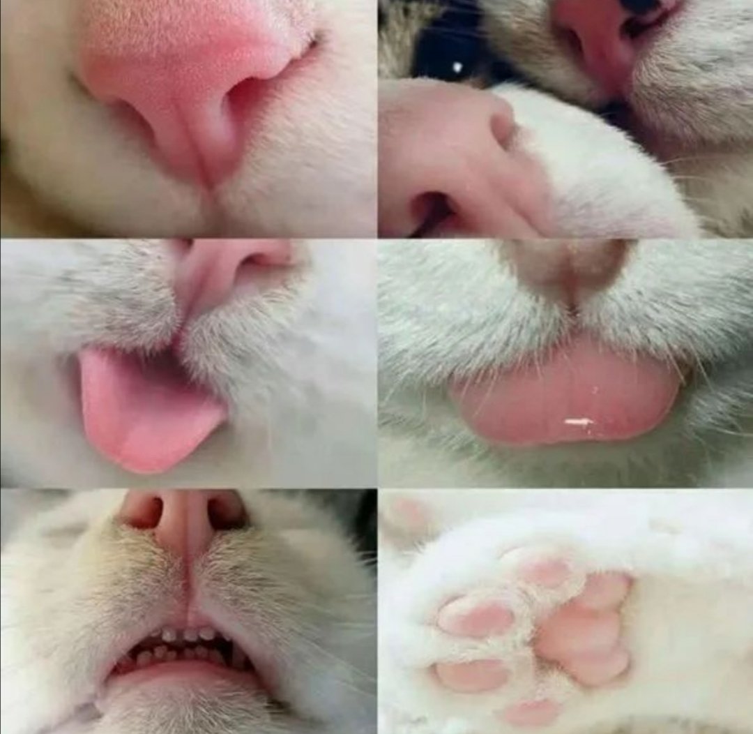 gatos_en's tweet photo. Buenas tardes de parte de las partes del gato https://t.co/4StyCboQu5