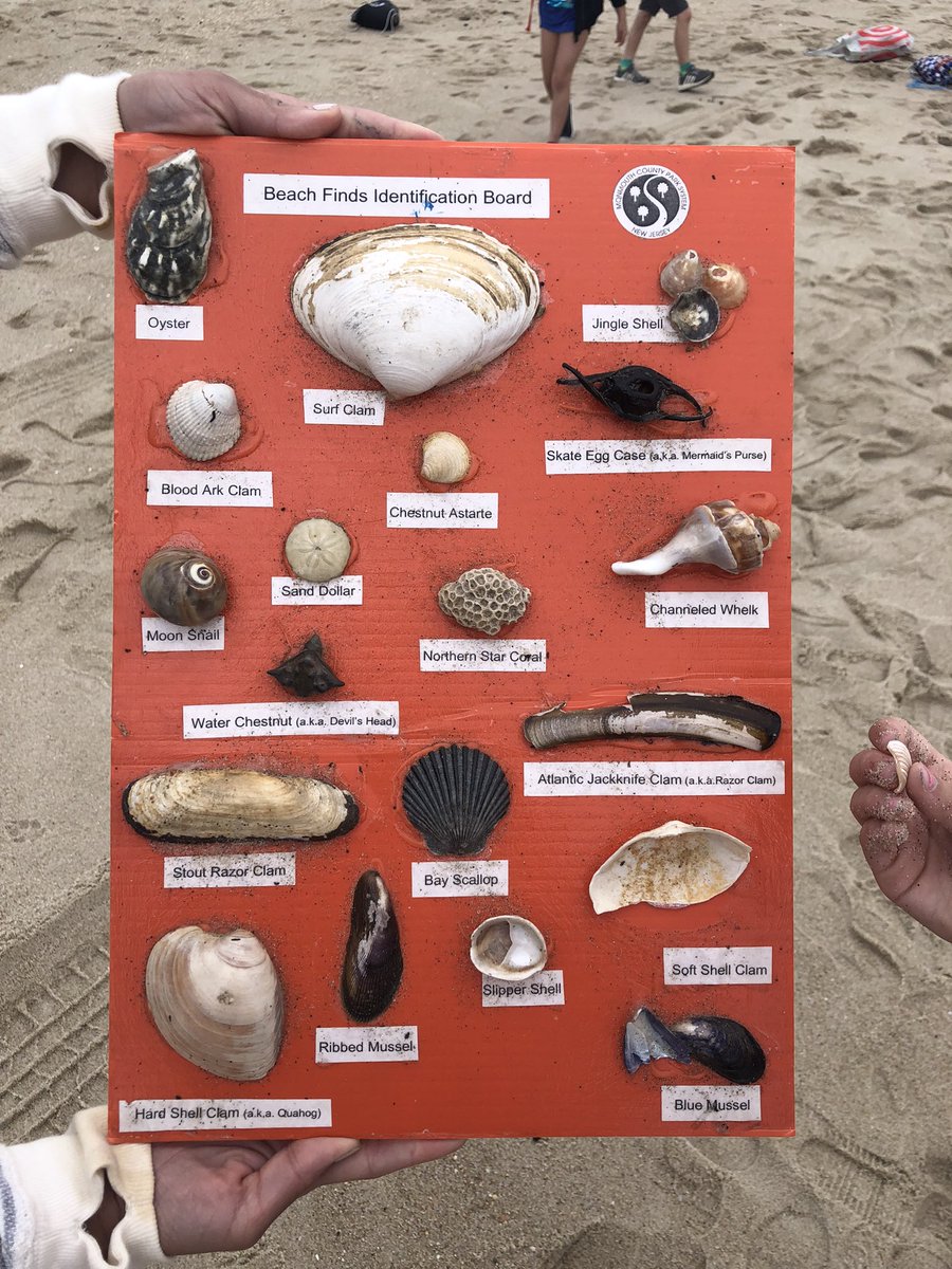 Callas1stGrade's tweet photo. What a fantastic day at Seven Presidents with these Firsties!  We learned about sea stars and shells 🐚 on the shore. Fun, fun, fun!
@NewMonmouthElem @TaraGarzone @MTPSpride https://t.co/GaE6Pyd0m9