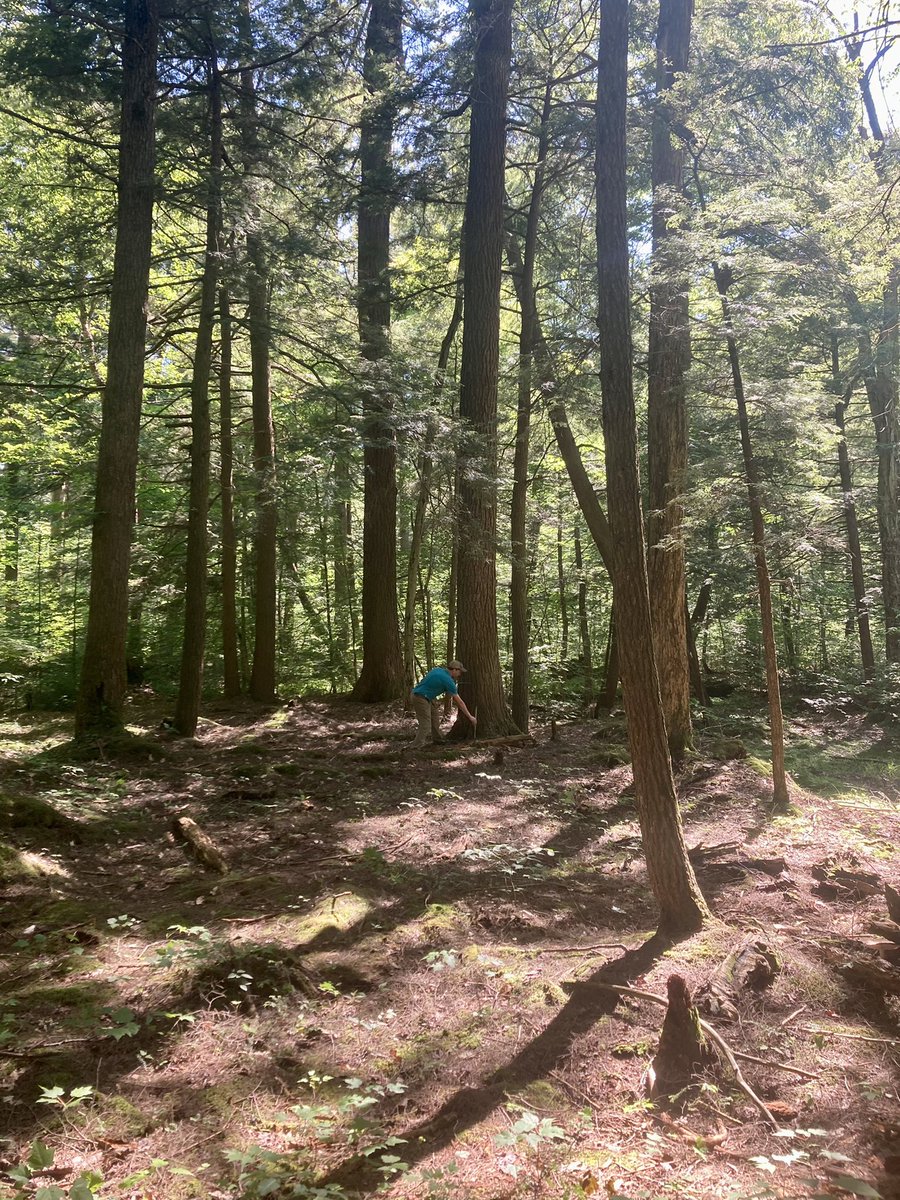 <a href="/ellenbirdman/">Ellen Bergan</a> and I were lucky to be able to join Ed Cook who guided us and the HF crew (@YellowBuckeye <a href="/chlorophileB/">Laura Smith (she/her)</a> David Orwig and others) to the oldest known population of eastern hemlock where we were able to collect an update! #TreeRingTuesday