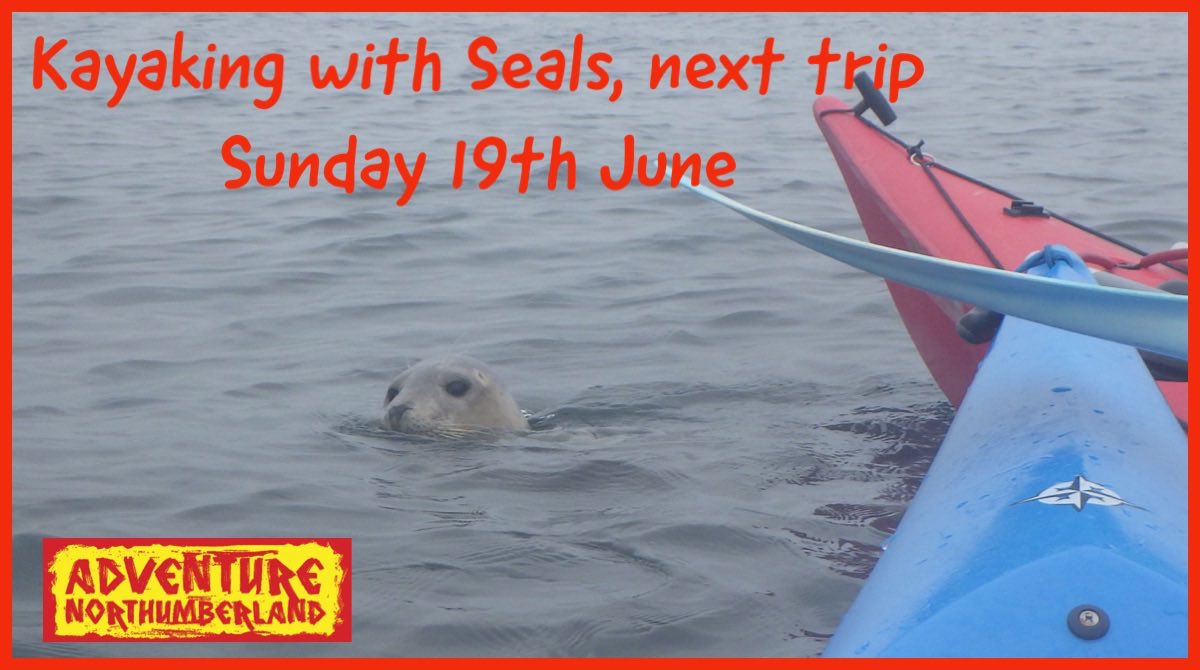 Fathers Day - Sunday 19th June. Book online for this truly unique experience. Kayaking with seals at Coquet Island, Amble.

adventurenorthumberland.co.uk