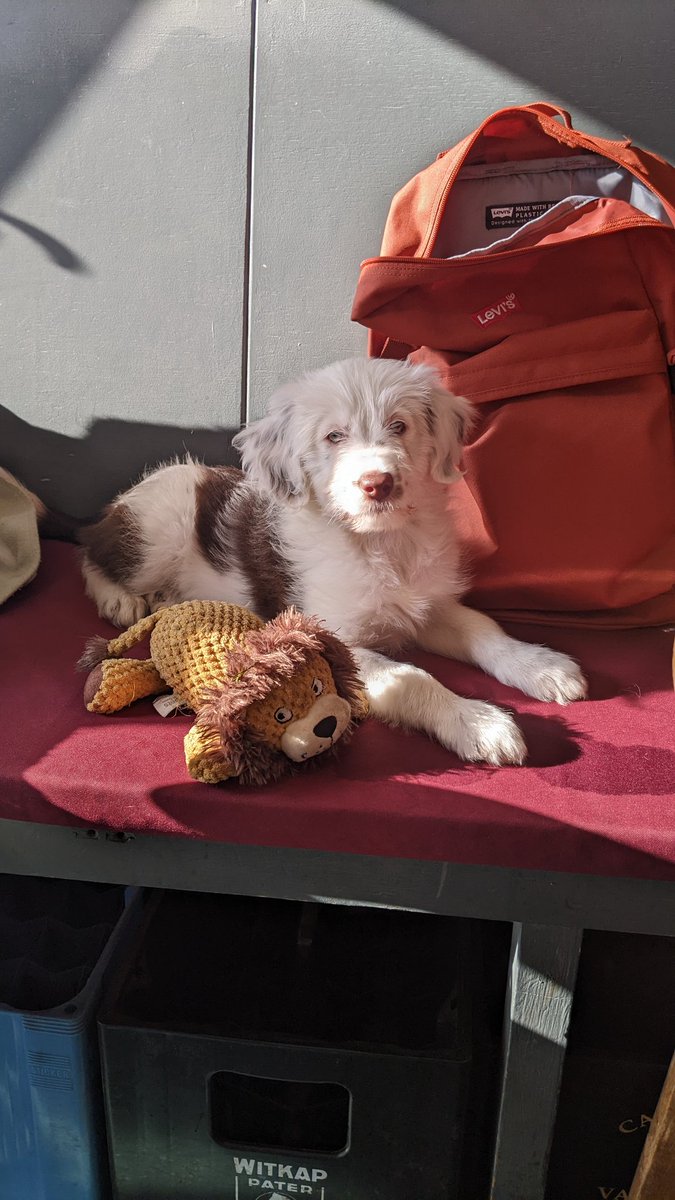 Alfred_Bar's tweet photo. Just a friendly reminder that we are dog friendly and have water bowls and biscuits for your friendly companions 🐶🐾
A collection of photos of our happy customers to prove their satisfaction 😍
#dogs #leedsdogs #dogsofleeds #bardog https://t.co/Z3nIJ35vvg