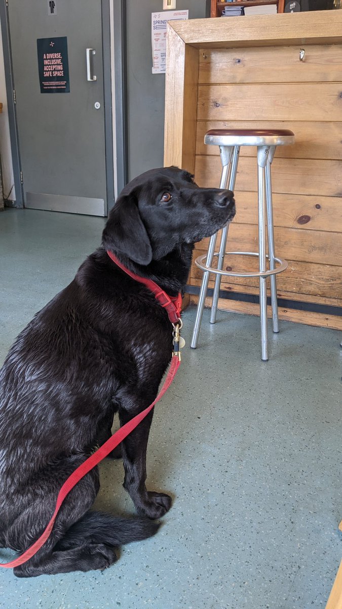 Alfred_Bar's tweet photo. Just a friendly reminder that we are dog friendly and have water bowls and biscuits for your friendly companions 🐶🐾
A collection of photos of our happy customers to prove their satisfaction 😍
#dogs #leedsdogs #dogsofleeds #bardog https://t.co/Z3nIJ35vvg
