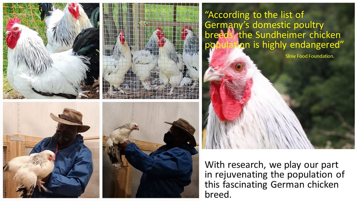 Exploring the dual-purposeness of the Sundheimer breed in #organic livestock farming. This may be one way to conserve and promote the genotype-by-utilisation. bioland.de/fileadmin/user… <a href="/UniHohenheim/">Uni Hohenheim</a> <a href="/bioland_de/">Bioland</a> <a href="/HansInstitut/">Hans Ruthenberg Institut - Universität Hohenheim</a> #Öko2Huhn