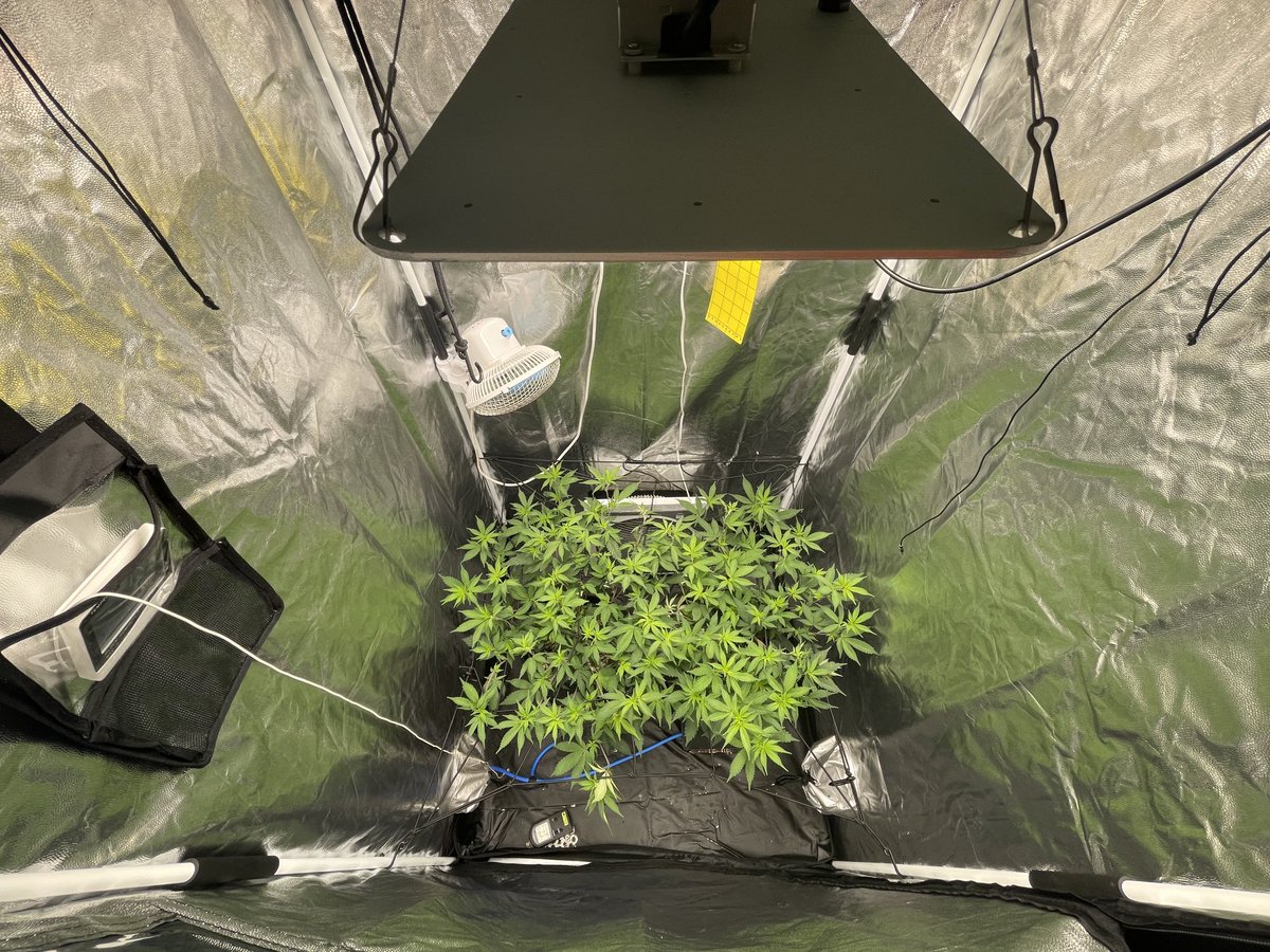 letsgetbaked_za's tweet photo. Season 7 #BigDrip @InhouseGenetics 
Last week of Veg Stage 03/05/2022
#SupremeDankSociety #growyourown #CannabisCommunity #Mmemberville
#StonerFam https://t.co/eo2v3D2Llb
