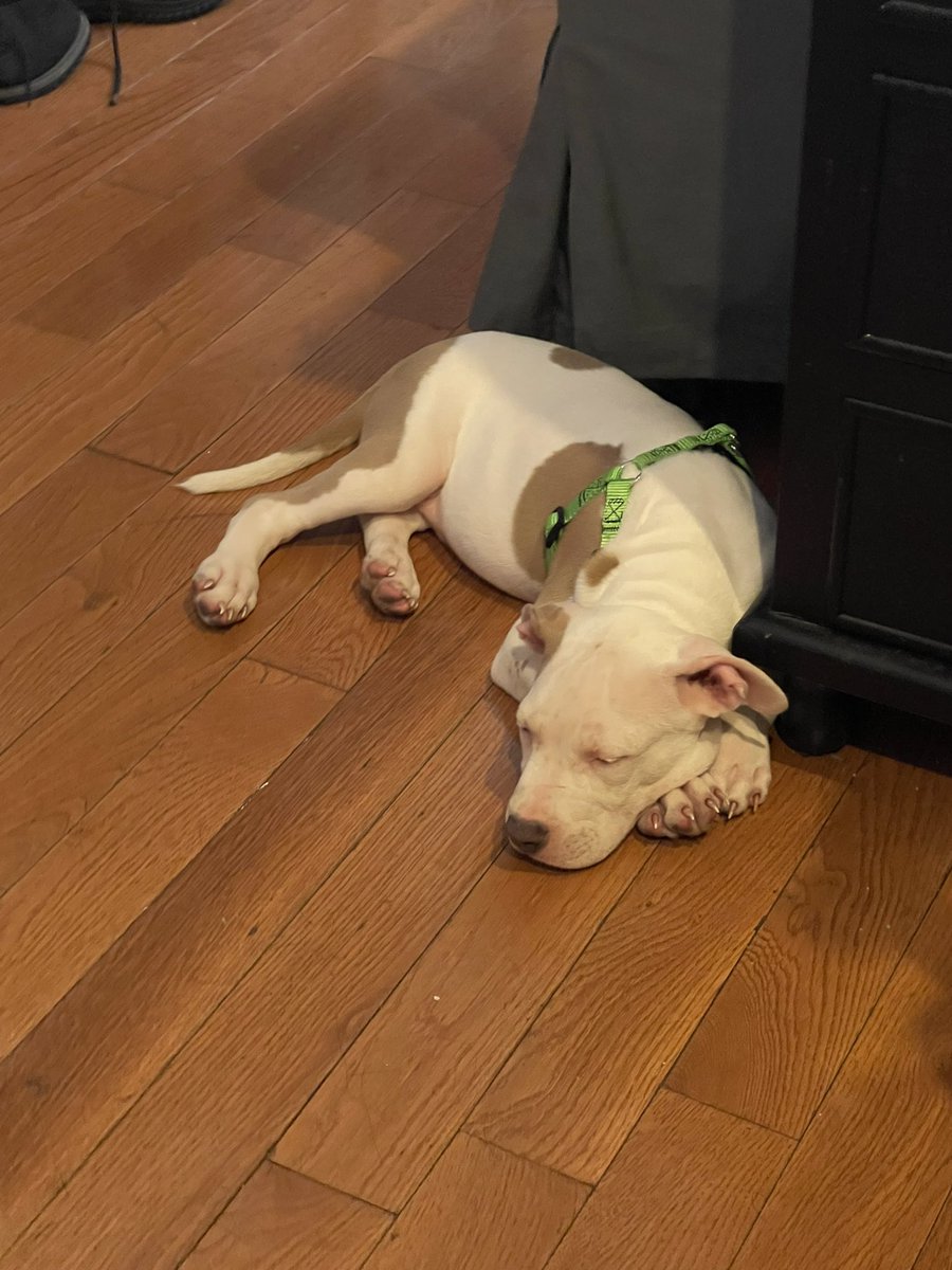 str8_Jokes23's tweet photo. Update- my good friends adopted the puppy and he will be going to a loving and stable home!!! https://t.co/IV2QggzPo2