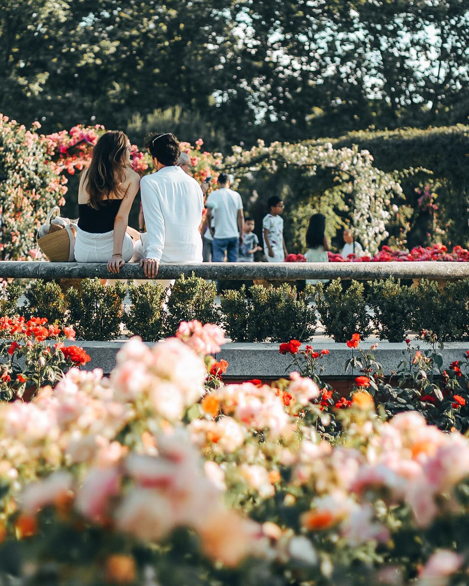 madrid_secreto's tweet photo. Rosas en El Retiro. 😍

📸 IG: @glors_ https://t.co/X7064rOgMc