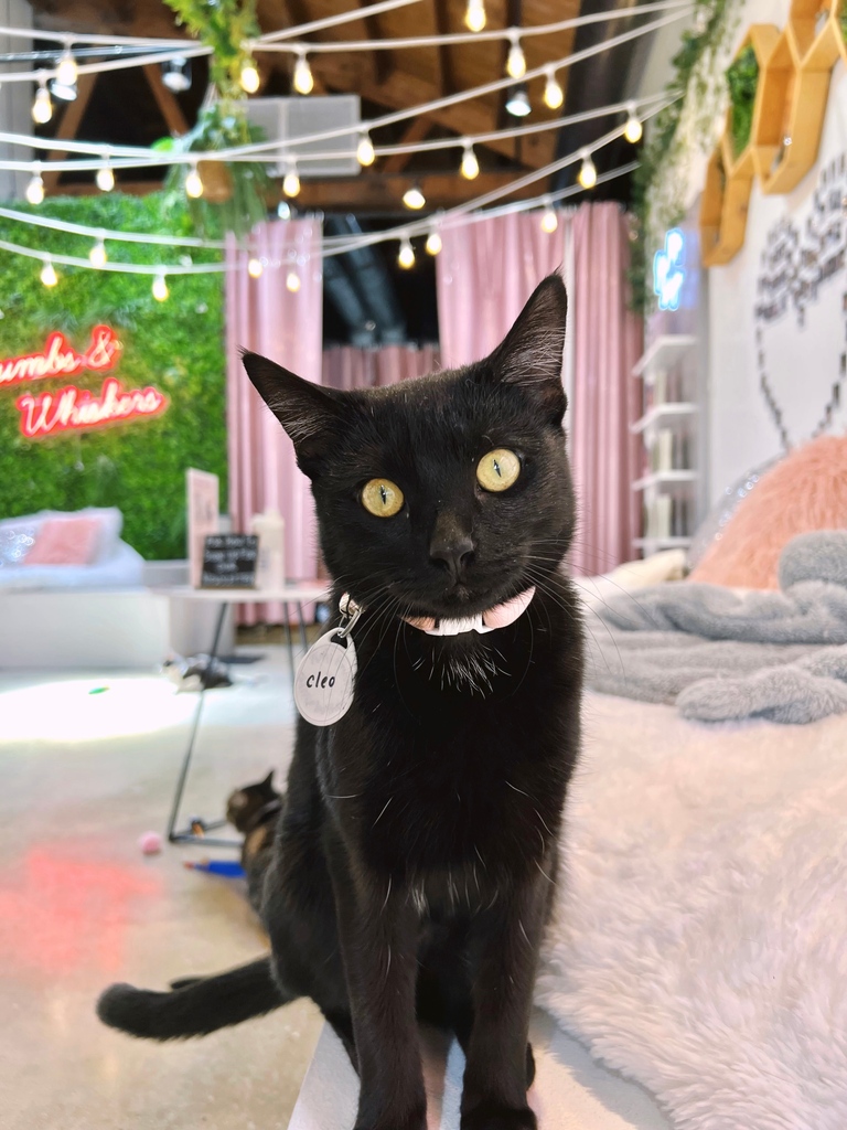 Cleo has a small figure and a huge meow! This cutie still looks like a kitten but is actually one-year-old.

When she's in the mood for pets, she lets out her kitten-sized roar so that we'll get on it!

ADOPTABLE LOCATION: LA ⁠

Come say hi by using the link in our bio.