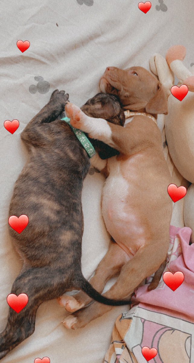 #puppylove
