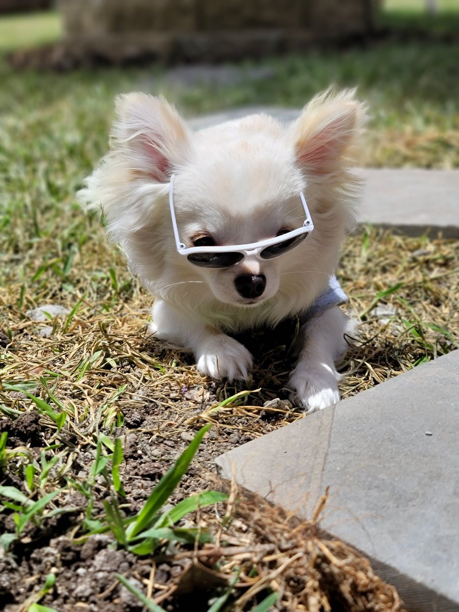 tinypetunias's tweet photo. Out here being extra 
#donthatetheplayerhatethegame
#texasweather https://t.co/HdewotewQu