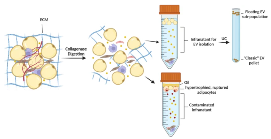 Kenneth Verboven (@kennethverboven) on Twitter photo Challenges in EV isolation from adipose tissue🧫
🧐Enlightening commentary by Clair Crewe today in <a href="/CommsBio/">Communications Biology</a>, indicating we are not struggling alone 🫢
rdcu.be/cPD5j
Please share your #tips and #tops 👇🏽
<a href="/LisaMennens/">Lisa Mennens</a> <a href="/Baharak_Hkh/">Dr. Baharak Hosseinkhani</a> Challenges in EV isolation from adipose tissue🧫
🧐Enlightening commentary by Clair Crewe today in <a href="/CommsBio/">Communications Biology</a>, indicating we are not struggling alone 🫢
rdcu.be/cPD5j
Please share your #tips and #tops 👇🏽
<a href="/LisaMennens/">Lisa Mennens</a> <a href="/Baharak_Hkh/">Dr. Baharak Hosseinkhani</a>