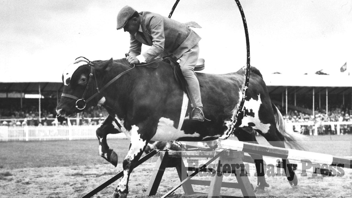 Jim_Agger's tweet photo. @nope_its_lily To be fair, cows have done their share of jumping through hoops over the years. https://t.co/MlTXXy0buu
