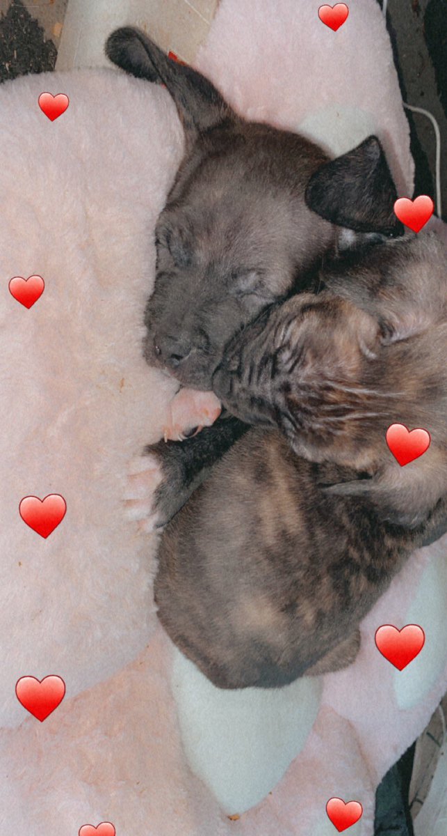 #puppylove
