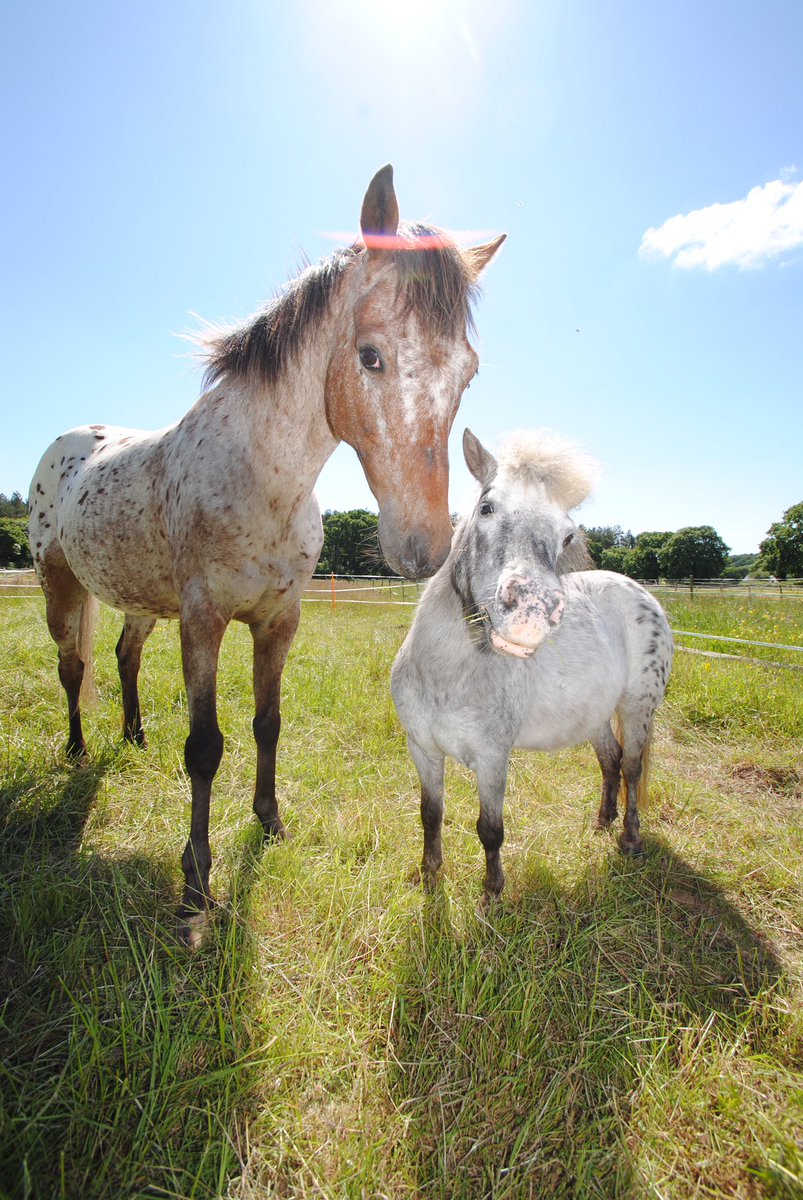 tedthelabrador's tweet photo. Friends
Best friends
##mypony #britishspotted #britishspottedponysociety #britishspottedponysocietybreedshow #mylittlepony #ponysofinstagram #ponysofuk #ponytail #ponytailweave #yourponypost #yourshotphotographer https://t.co/CtoL84aMXi