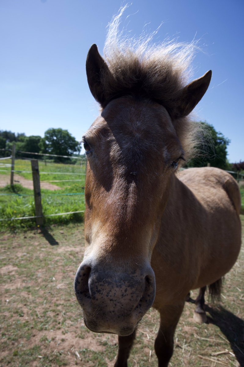 tedthelabrador's tweet photo. Bad hair day
##mypony #britishspotted #britishspottedponysociety #britishspottedponysocietybreedshow #mylittlepony #ponysofinstagram #ponysofuk #ponytail #ponytailweave #yourponypost #yourshotphotographer https://t.co/hoVxix6kqs
