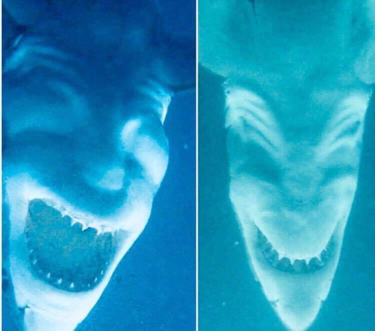 Sharks photographed upside down. 😳