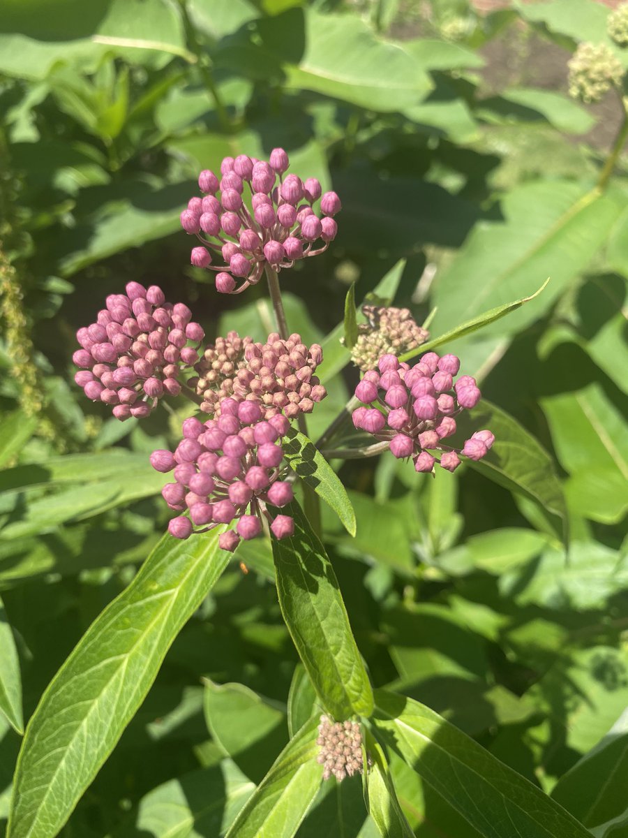 NativeEcoNHS's tweet photo. The unopened buds on this Swamp Milkweed (Asclepias incarnata) reminds us that the future holds excitement, beauty, promise &amp; opportunity. The same holds true for the future of our 2022 NHS Seniors who had their last day of classes today. Congratulations! @NENUFSD #classof2022 https://t.co/rikWVjgeqX