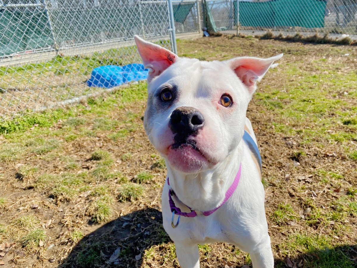 Humane Animal Partners tweet media