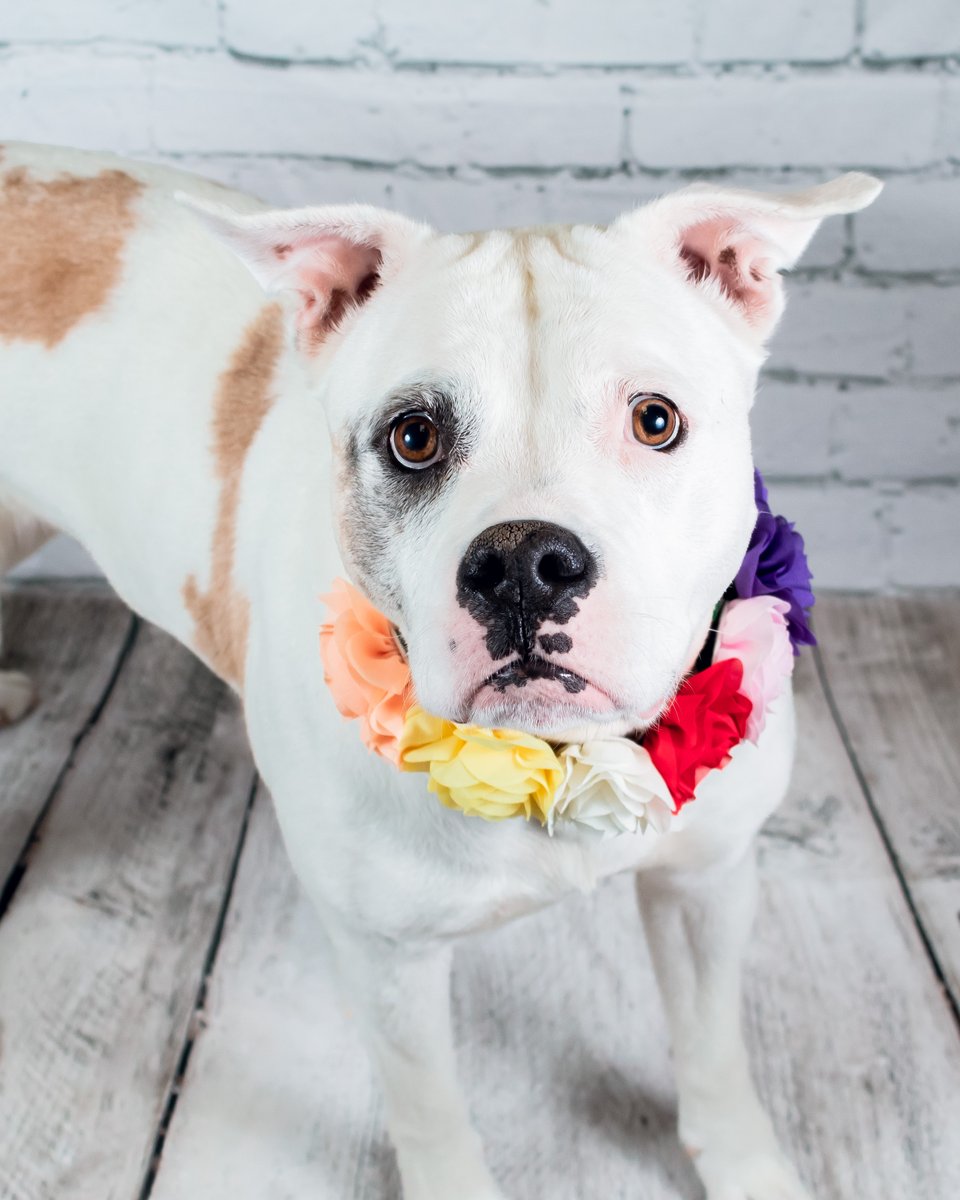 Humane Animal Partners tweet media