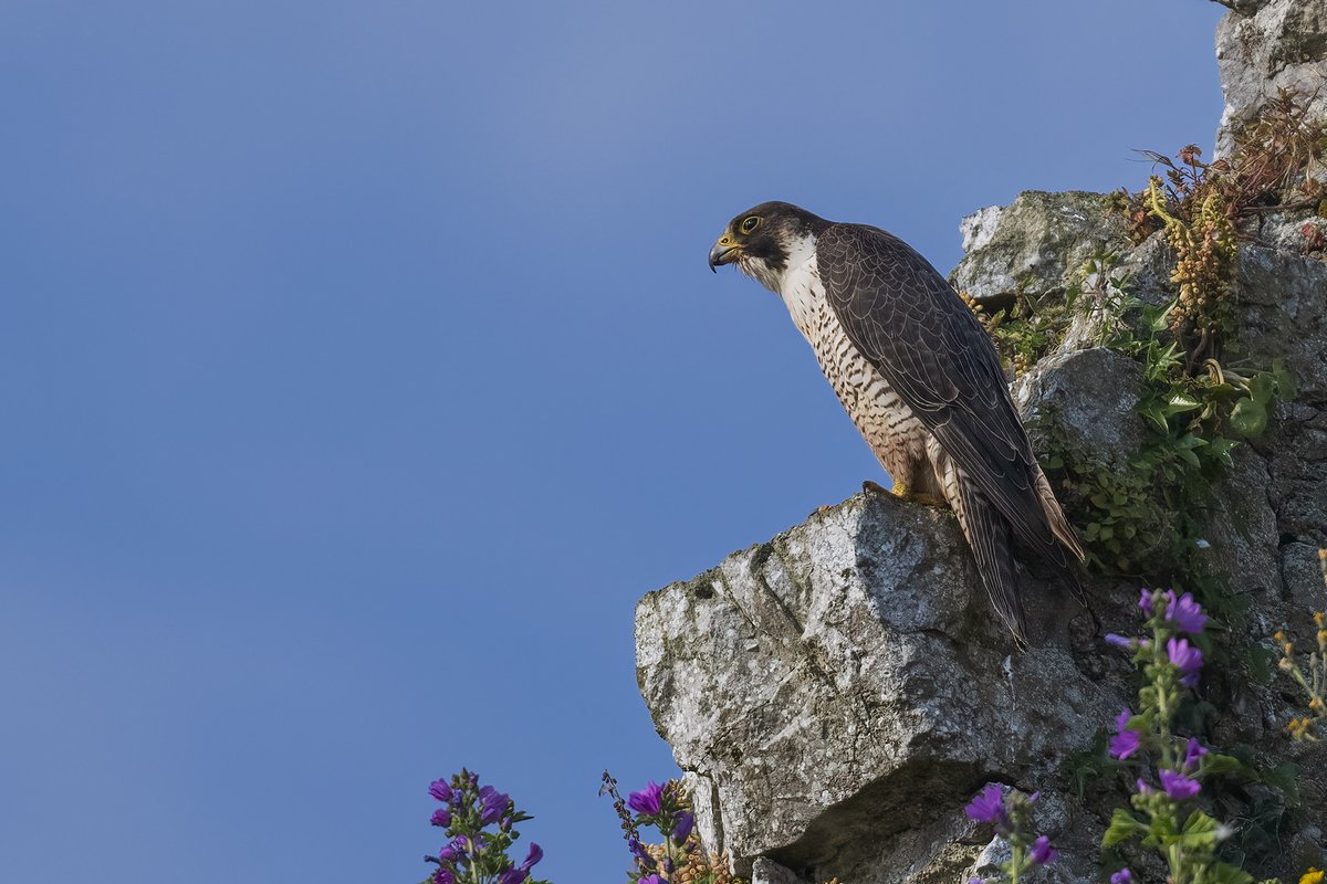 EcofactEcology's tweet photo. Peregrine Falcon at a site in Co Limerick, June 2022. https://t.co/x2n9O8xw6I