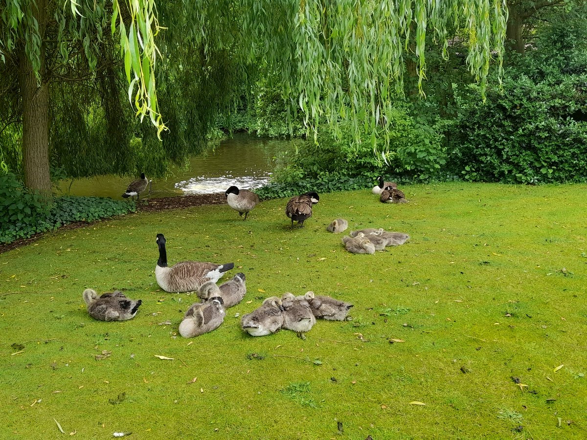 WordInVegWays's tweet photo. Taking the kids down the park.

@birmingham_bp 
#CanadianGeese https://t.co/Ce0VyKIa2x