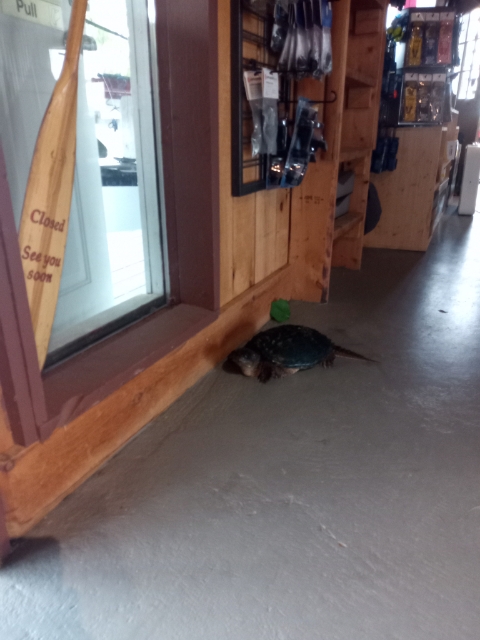 Swift_Canoe's tweet photo. Had a break-in at the store. Crimes include really slow breaking &amp; entering, petty low speed theft, and trying to leave the scene of a crime (but being thwarted by a stair). #almostmadeit #getoutside https://t.co/jb41pzRNAM
