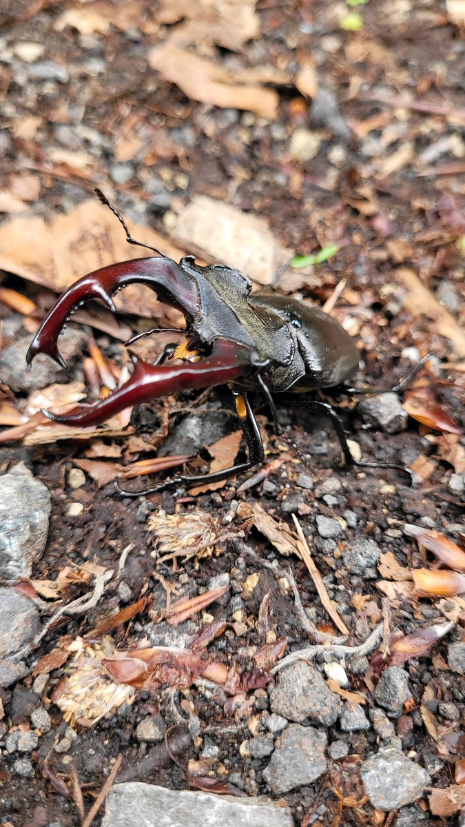 HK_Lamspringe's tweet photo. Ein stattliches Exemplar des 'Lucanus cervus' in unseren Wäldern... 🙂

#NaturePhotography 
#natur 
#wald 
#wandern 
#nature https://t.co/oWkJANi9ws