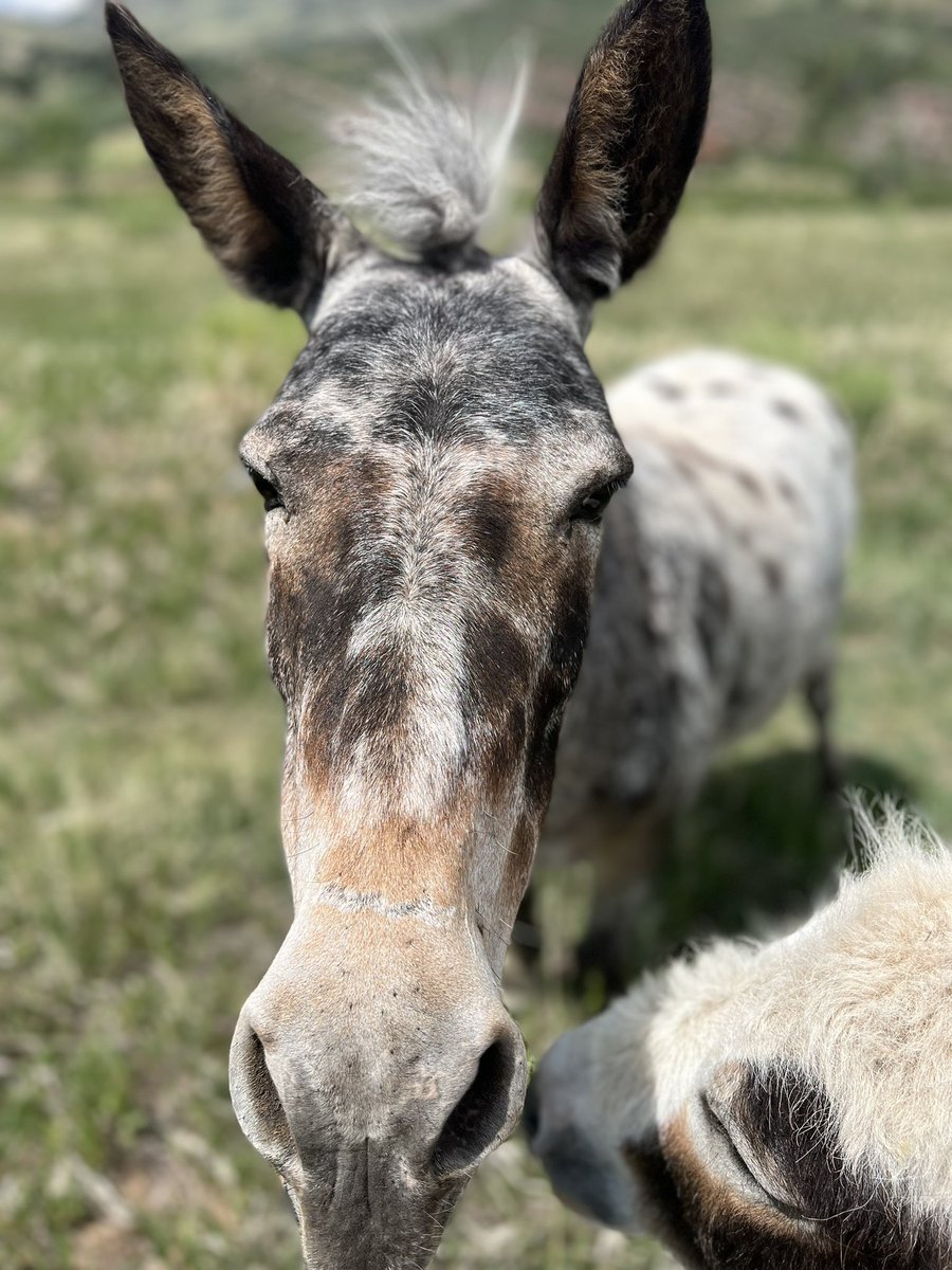 Some mule magic for today…