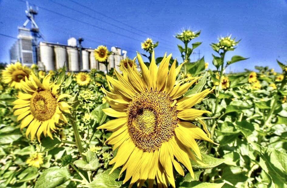 RD108Irrigation's tweet photo. #sunflowers being raised for #seed #seedproduction #grimesca @SacValleyCA @ColusaGrown https://t.co/L0KmdVePmR