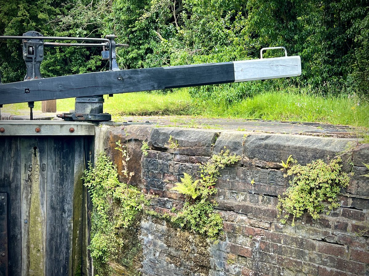 Without wanting to upset our engineers, I love the way plants find home in the brickwork #wolverhamptonlocks