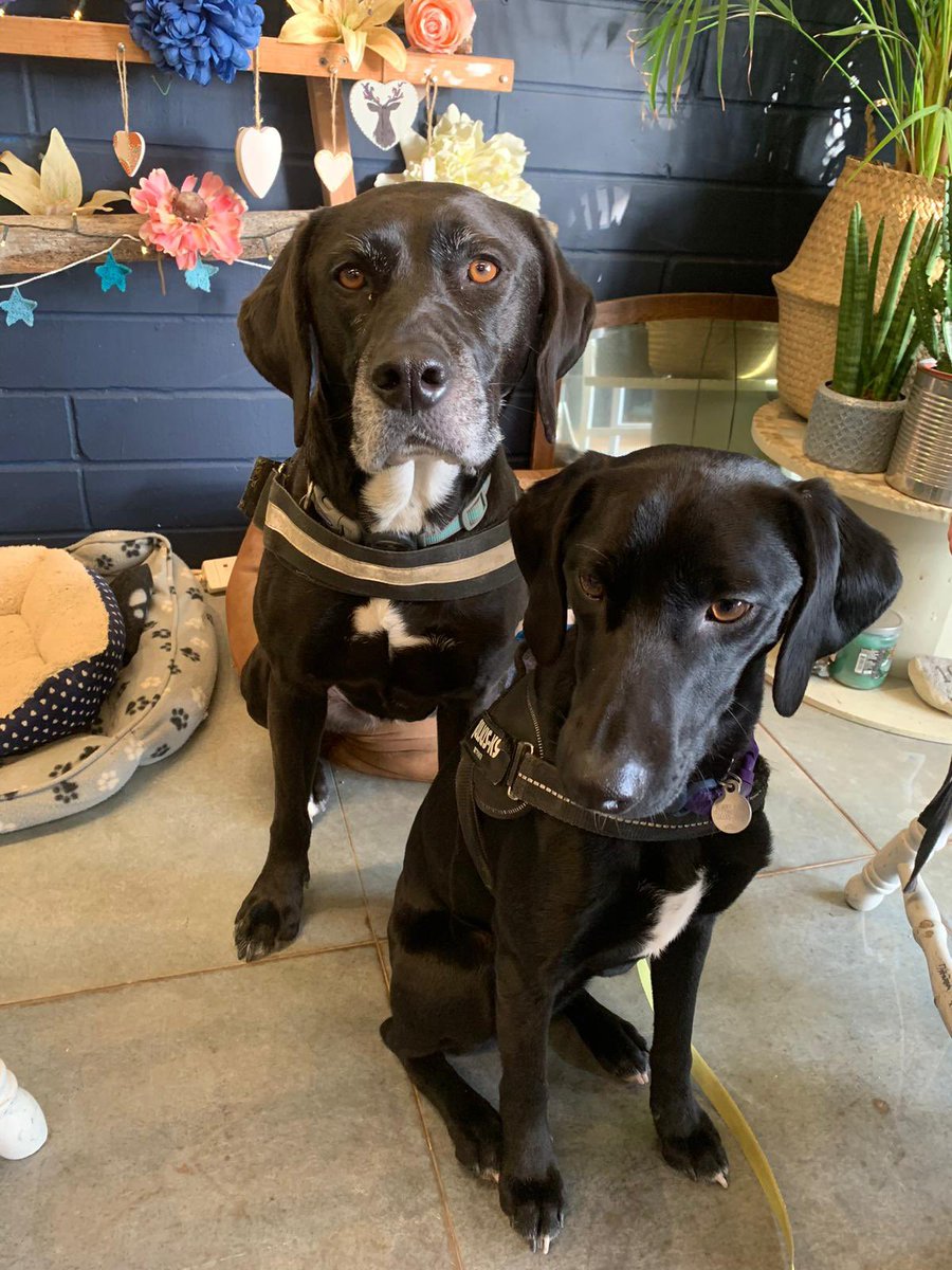 HaemEdDocRob's tweet image. I'm a Haematology Consultant in Portsmouth, UK, passionate about educating the next generation of haematologists and biomedical scientists. This account will keep you up-to-date and support FRCPath exam prep.

Outside of work, it's all about the dogs!