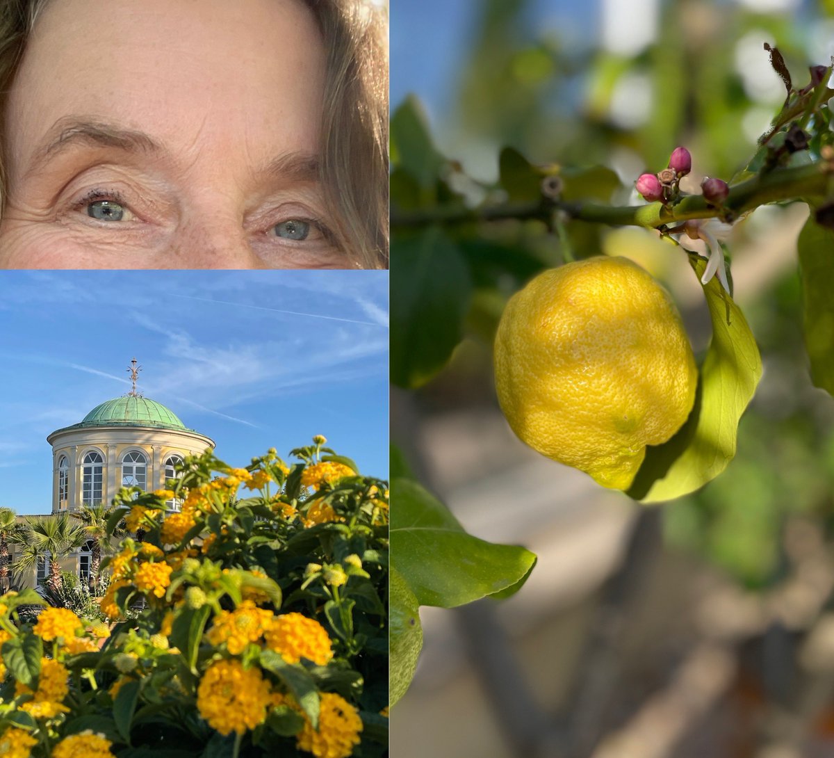 HANNOVER
Wohin nach getaner Arbeit am  @TIBHannover Standort Conti- Campus? 
In den Berggarten🪴
#HerrenhäuserGärten