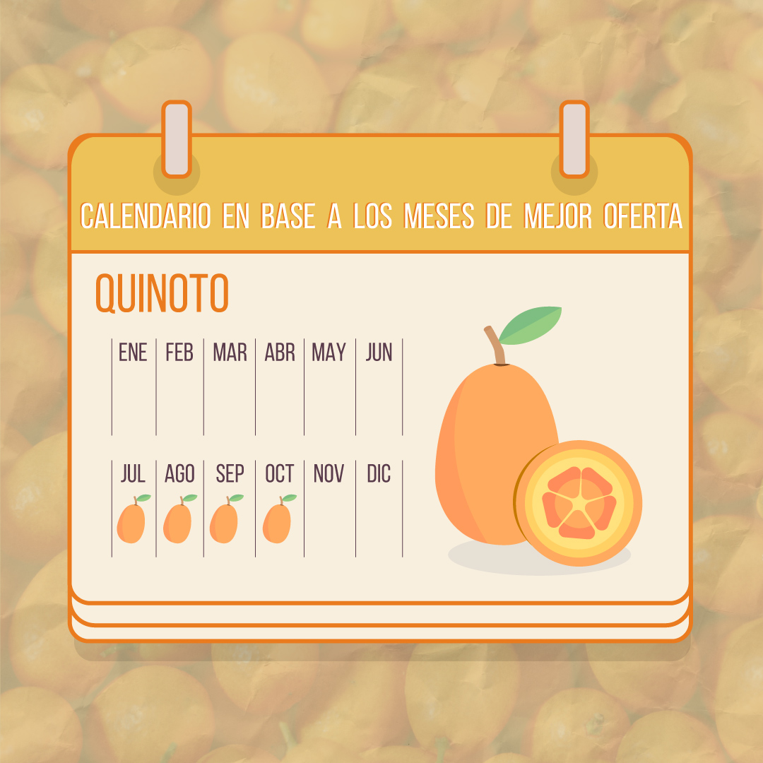 MPASFE's tweet photo. #InfoVital 

Genera opiniones divididas en el paladar: cáscara dulce y un interior bien ácido. En el MPASFE decimos que el quinoto es una fruta para los valientes 💪, repleta de vitamina C, potasio y ácido fólico. 

Encontrá los mejores en el #MercadodeSantaFe https://t.co/VkxjKdX065