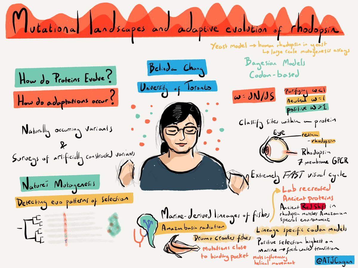 ATJCagan's tweet photo. Belinda Chang on mutational landscapes and the adaptive evolution of rhodopsin #VariantEffect22 https://t.co/qkfTzJsXhG