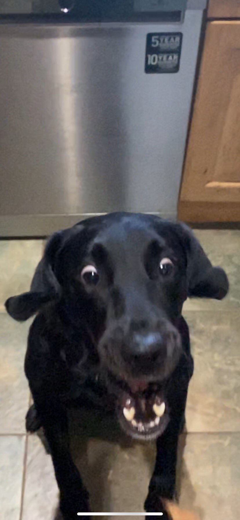 Funny black lab hot sale