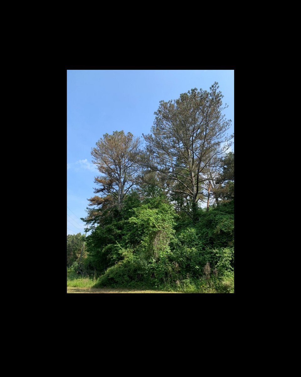 GaTrees's tweet photo. This spring, landowners in N GA reported large numbers of “dying” pine #trees. Don't be alarmed! These trees aren’t dying, but they do have a fungal infection that causes needlecast. Learn more about this condition in our latest blog post: https://t.co/XkoS5i9Skv https://t.co/PSUlhlox5d
