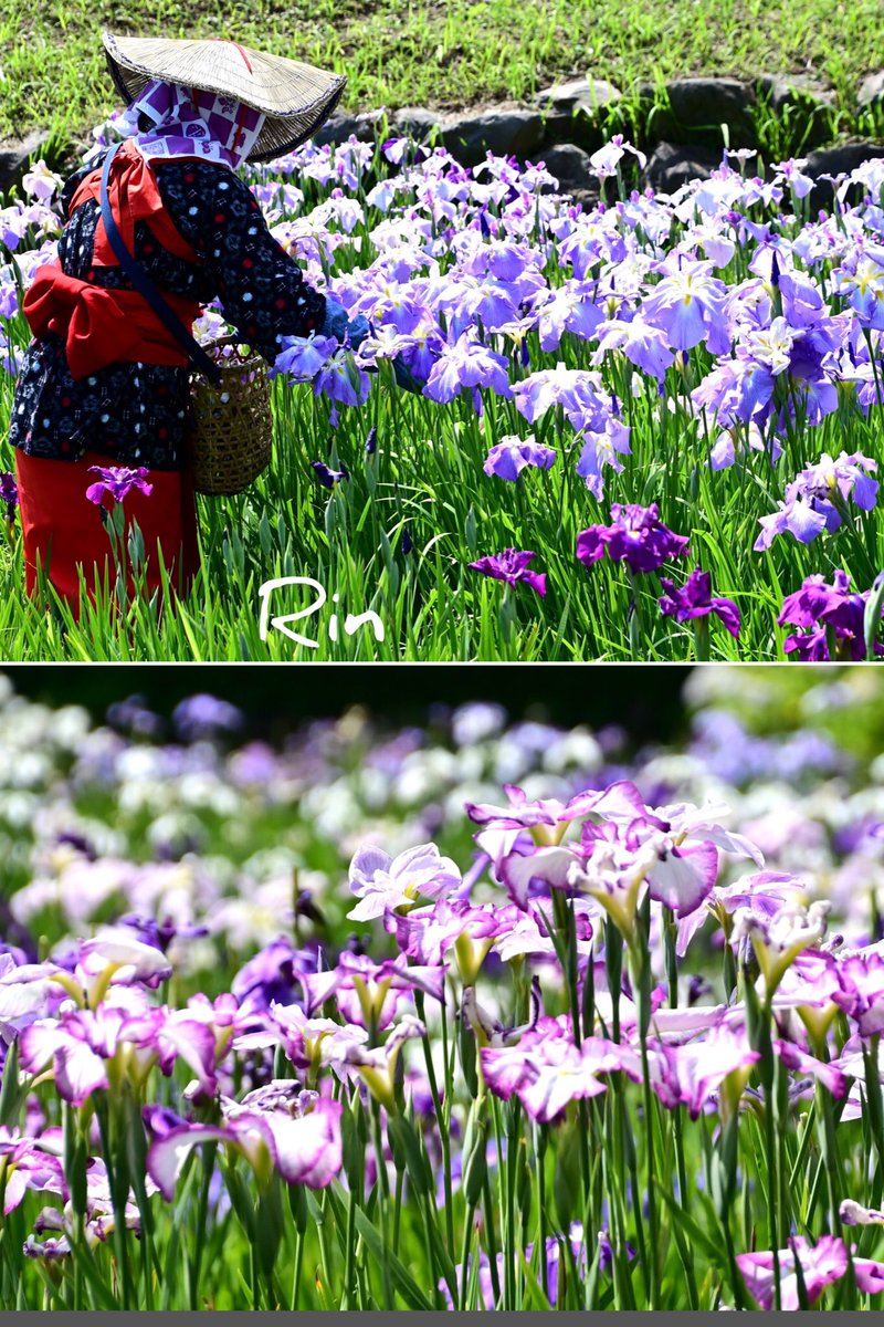 yuka_fujitani_i's tweet photo. ・
華菖蒲が満開です
菖蒲お姉さんも満開

#菖蒲園　#横須賀 https://t.co/jtA1PXduGQ