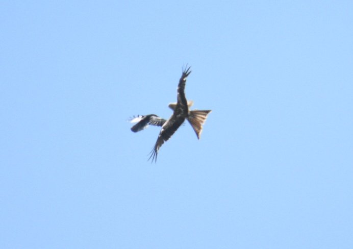 ashmaystreet's tweet photo. #Springwatch #birdofprey #redkite 
saw a red kite today in North devon getting mobbed. 
Last time saw one was somerset hopefully means their spreading out! 🤞 https://t.co/4dujgIGZHK