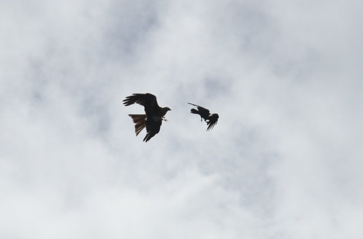 ashmaystreet's tweet photo. #Springwatch #birdofprey #redkite 
saw a red kite today in North devon getting mobbed. 
Last time saw one was somerset hopefully means their spreading out! 🤞 https://t.co/4dujgIGZHK