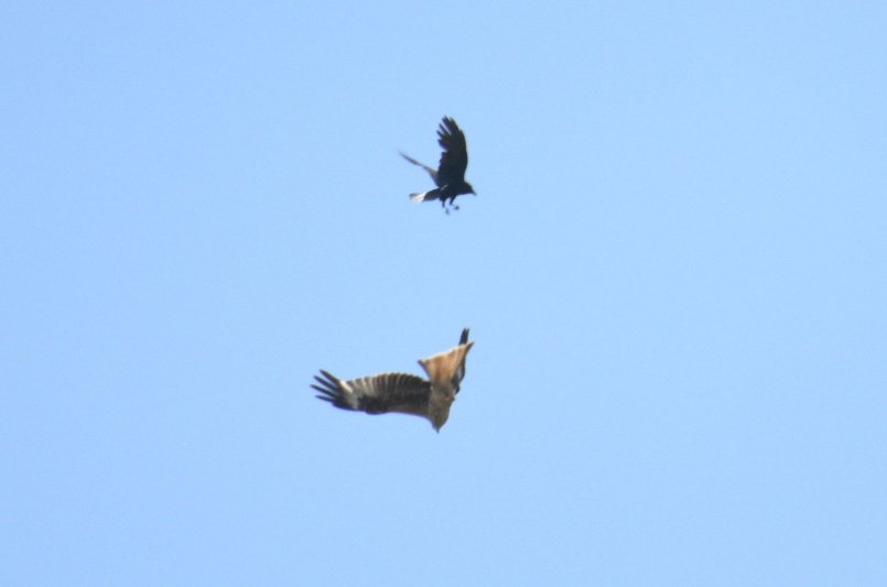 ashmaystreet's tweet photo. #Springwatch #birdofprey #redkite 
saw a red kite today in North devon getting mobbed. 
Last time saw one was somerset hopefully means their spreading out! 🤞 https://t.co/4dujgIGZHK