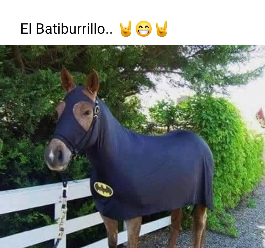 Bibilando's tweet photo. El batiburrillo ...
🥳🥳🥳🥳 https://t.co/rHHM845D6z