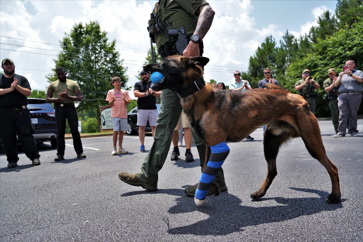 GwinnettPd's tweet photo. K9 Kai was released from the hospital today to recover at home with his handler, Cpl. Aaron Carlyle. Kai was shot multiple times while tracking a dangerous suspect last month. 
#GwinnettPD #Police #K9 https://t.co/63xRYyjmpJ