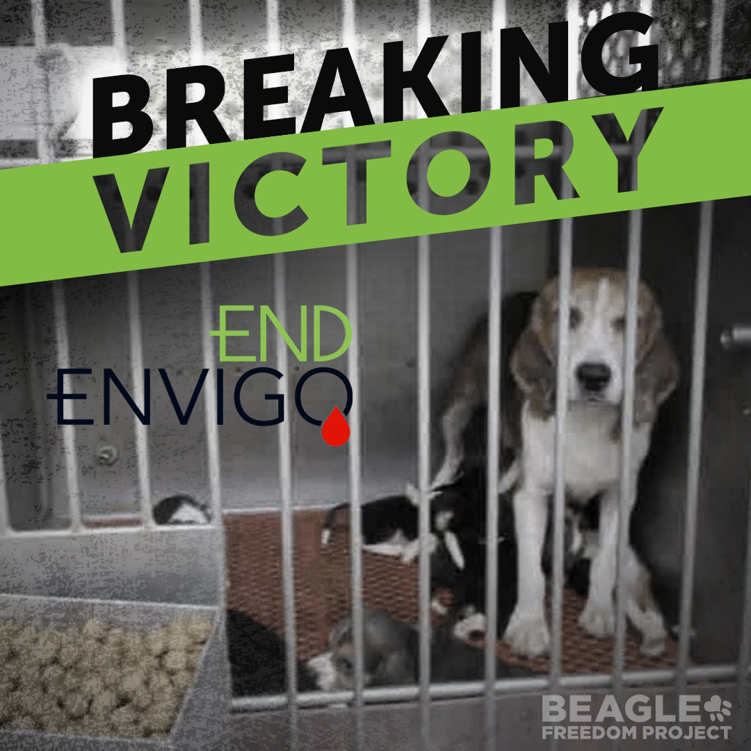 🔥 BREAKING VICTORY 🔥 Today, Envigo announced its Cumberland facility is CLOSING! THANK YOU to all who helped make this happen! 🙏 But the big question is: WHERE are the dogs going? BFP is working hard to help w/ rehoming & we’ll keep you updated! #endenvigo #beaglefreedom