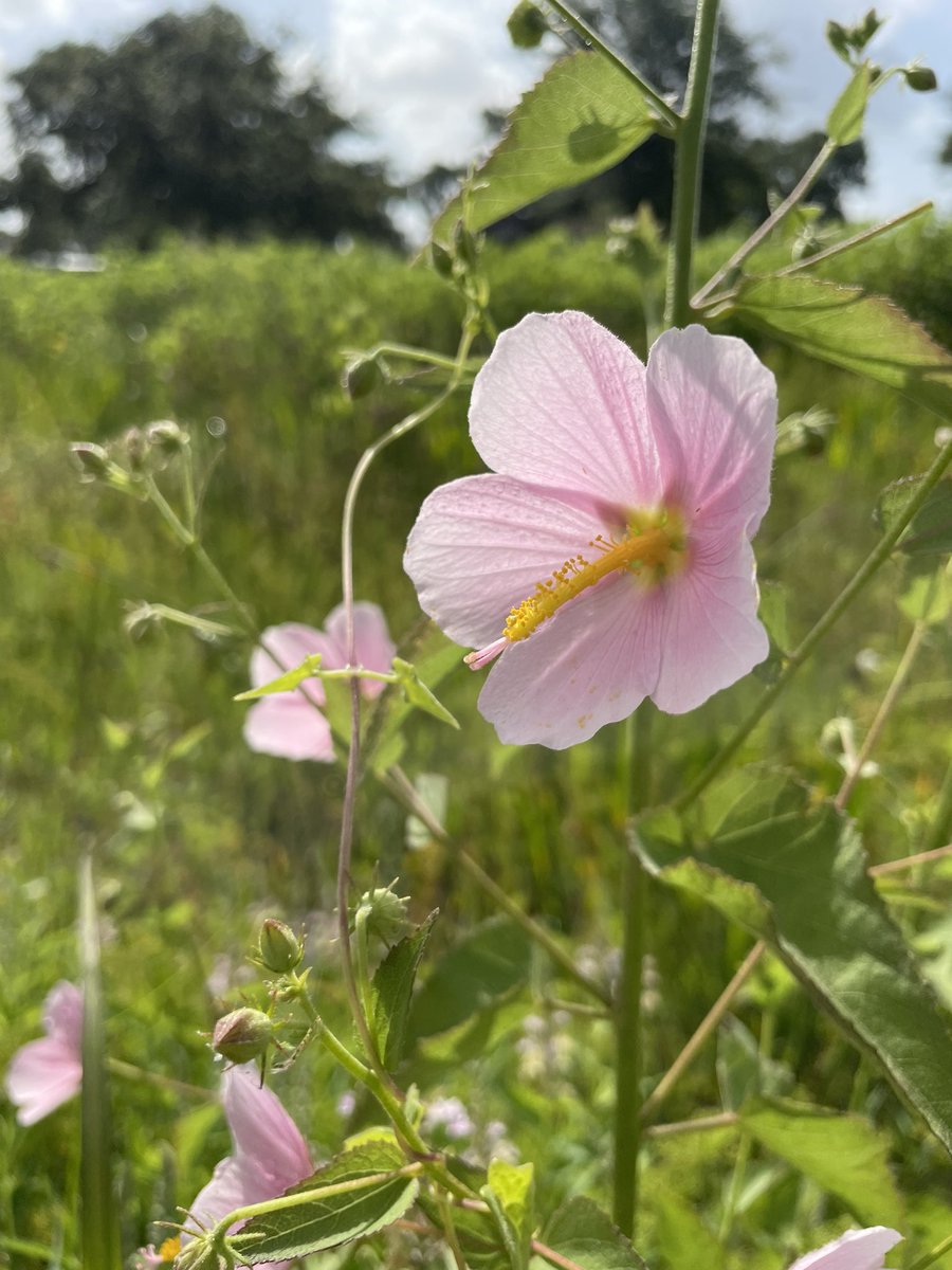 Summer blooms are showing up around the wetlands in the Park! 🌸