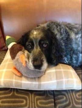 colliesontherun's tweet photo. #CollieLovers
Please can we ask you to help us
Itβs BLUES twitterstorm tonight
Heβs an elderly #Sprocker who was #Stolen 14/6/21 when his owner was distracted on a walk - he is 14 YO π
#findBlue #bringBluebackhome
Heartbreaking π
THANK YOU #DE14
https://t.co/SLvufZmL27 https://t.co/K6bkj47LbQ