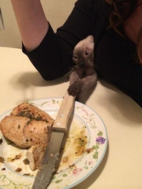 cats being weird little guys 👅 (@weirdlilguys) on Twitter photo 