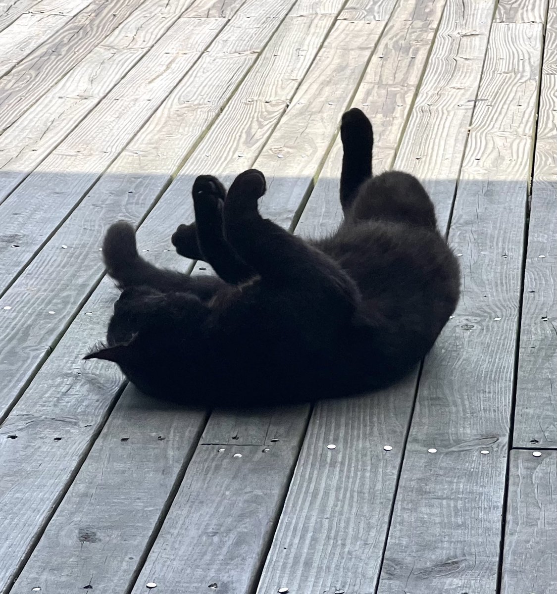 Himes412's tweet photo. Land Shark? 🦈 Nope, Stray #LandCat 😹 https://t.co/wBuEv2rTOZ