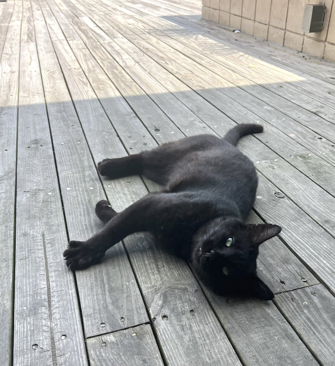 Himes412's tweet photo. Land Shark? 🦈 Nope, Stray #LandCat 😹 https://t.co/wBuEv2rTOZ